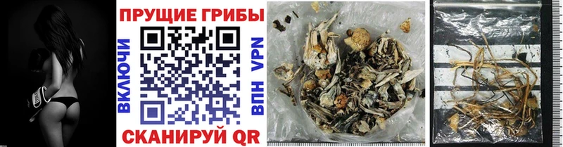 Псилоцибиновые грибы Psilocybine cubensis Почеп